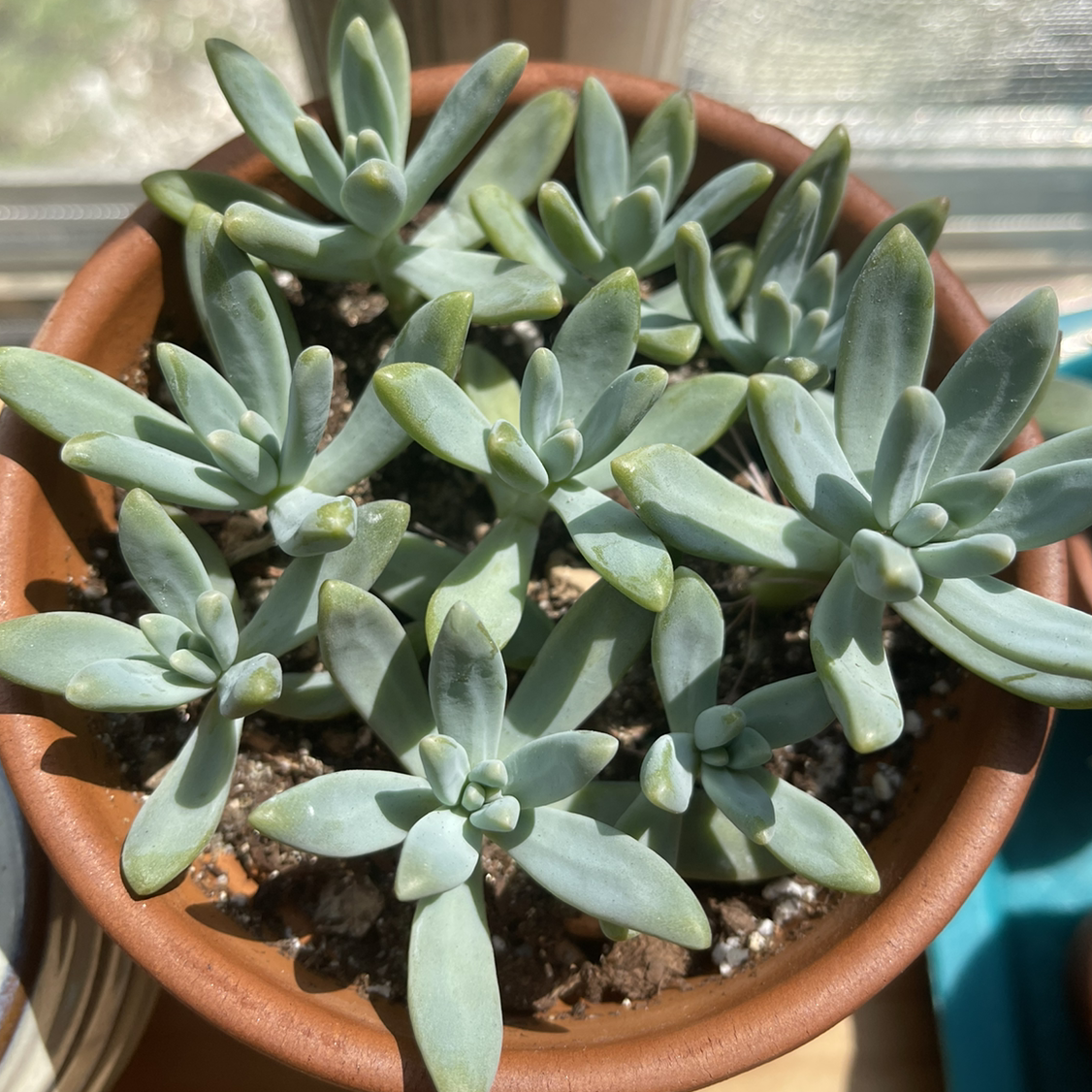 Photo of the plant species Pachyveria 'Blue Quartz' by @meohmii named Sonora on Greg, the plant care app