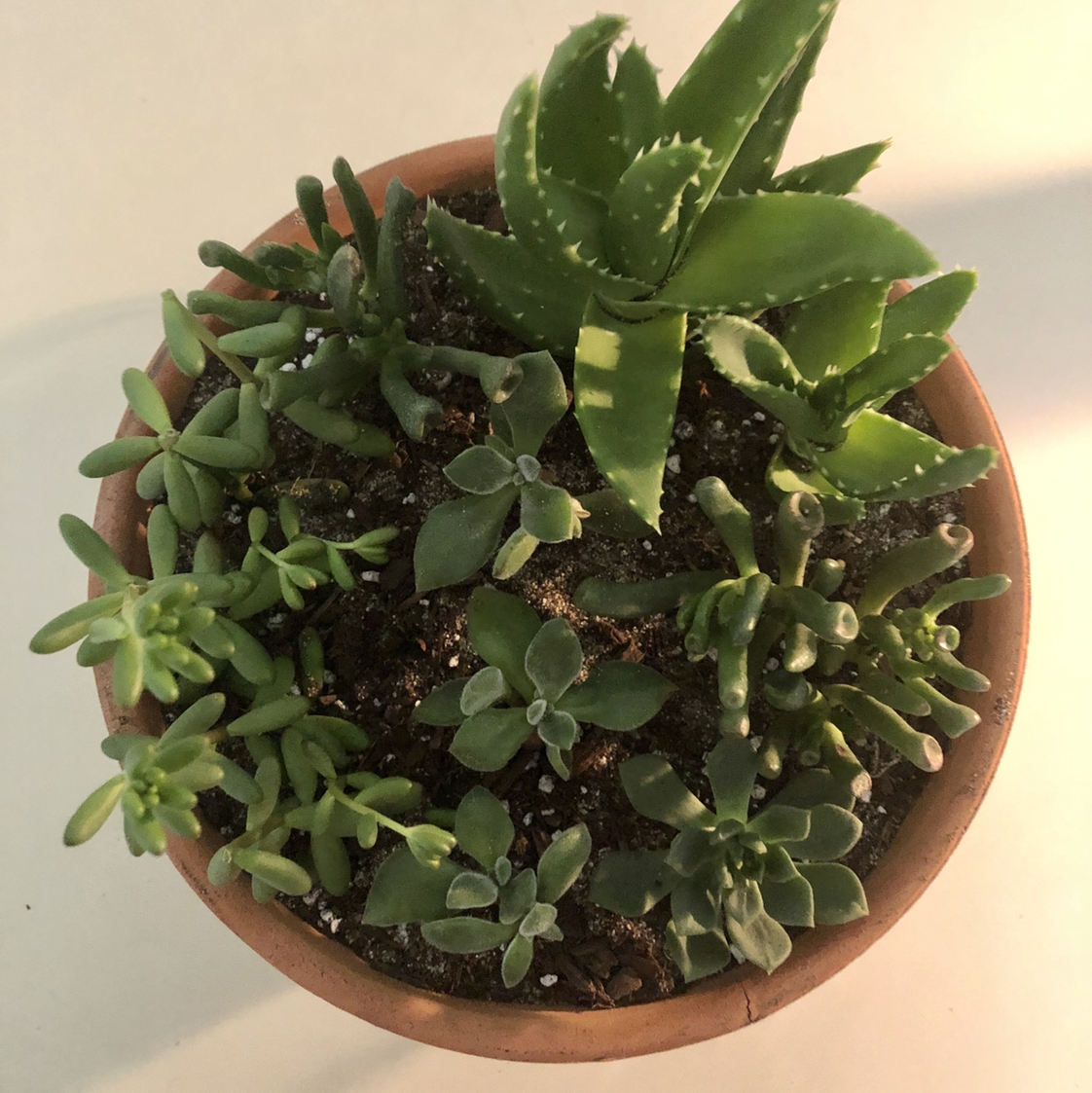 Photo of the plant species Plush Plant by @meohmii named Mixed Greens on Greg, the plant care app
