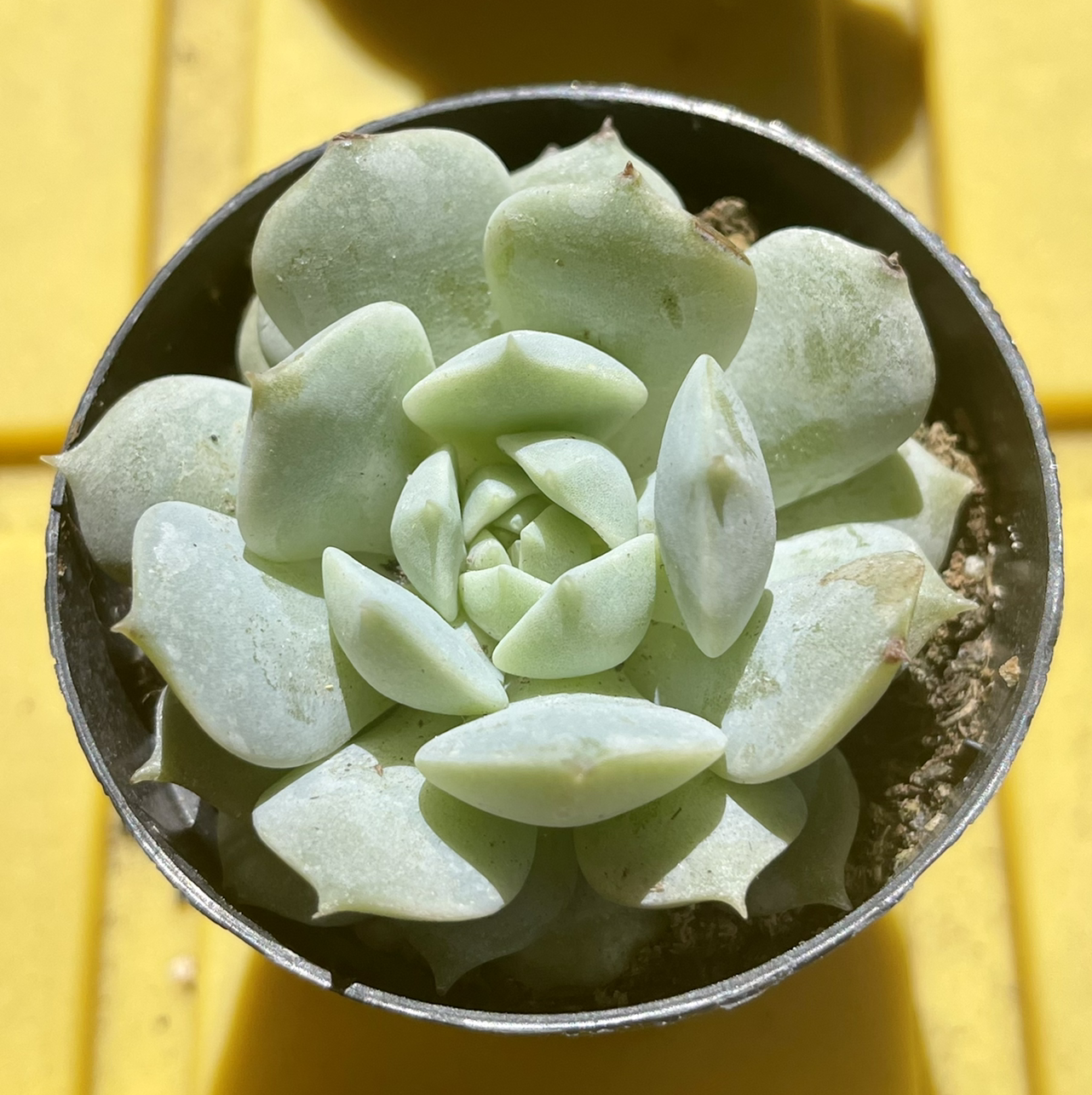 Echeveria 'Seraphina' plant photo by @meohmii named Seraphina on Greg, the plant care app.