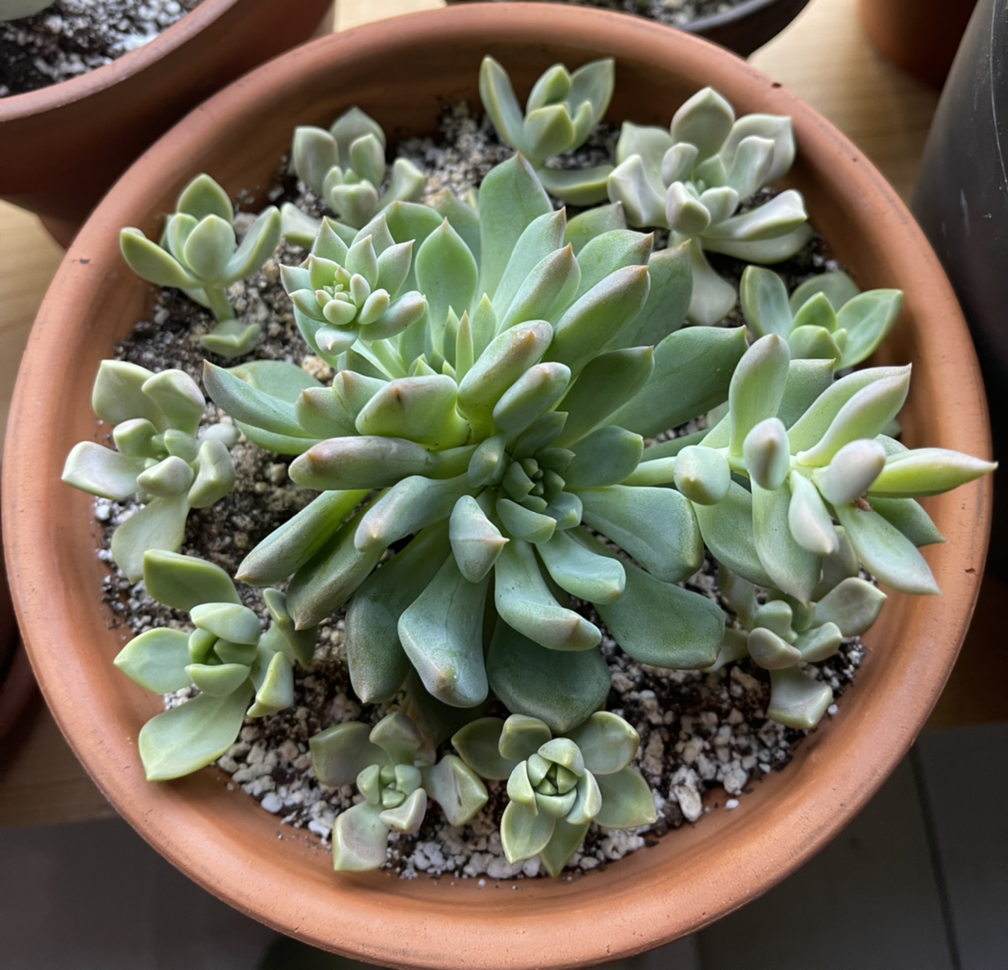 Photo of the plant species Sedeveria 'Dark Elf' by @meohmii named RIP BB on Greg, the plant care app