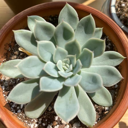 Photo of the plant species Echeveria 'Arctic Ice' by Meohmi named Baby Ice on Greg, the plant care app
