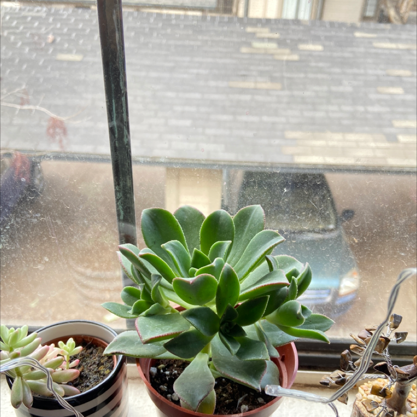 Blue Echeveria Is Not Toxic To Cats 🐈