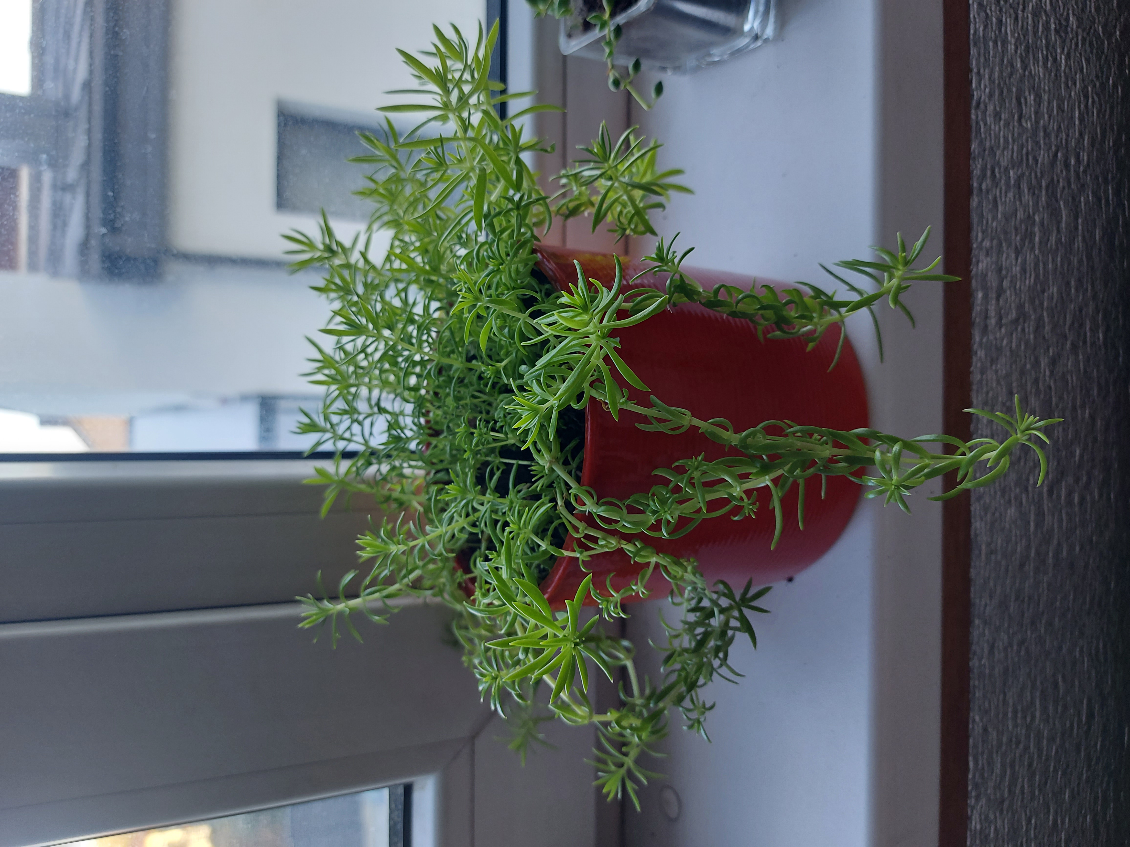 Potted Carpet Sedum plant on a windowsill, healthy with slender green leaves.
