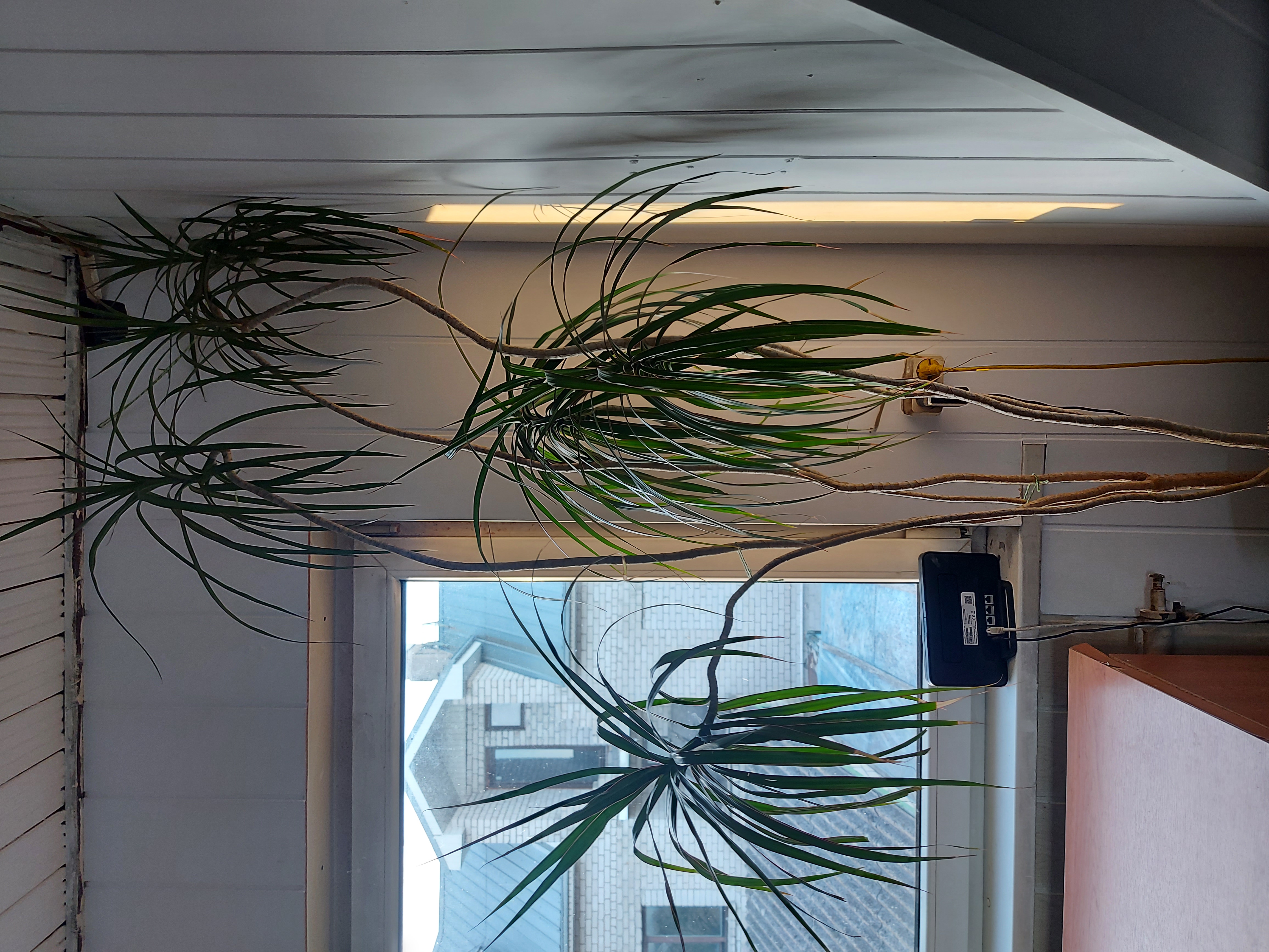 Open Weave Dragon Tree indoors near a window with long, narrow leaves.