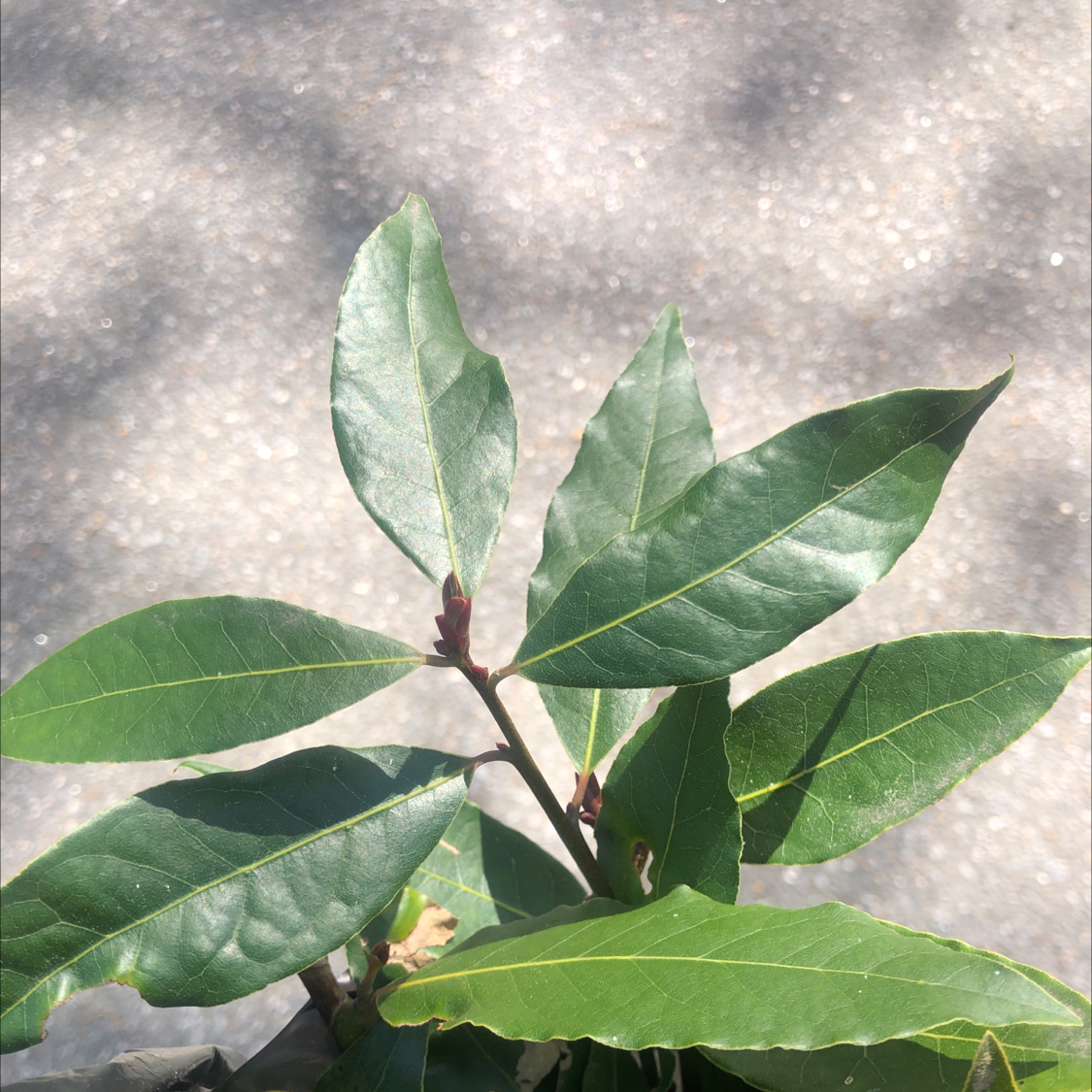 Bay Laurel plant with healthy green leaves, no visible signs of disease.