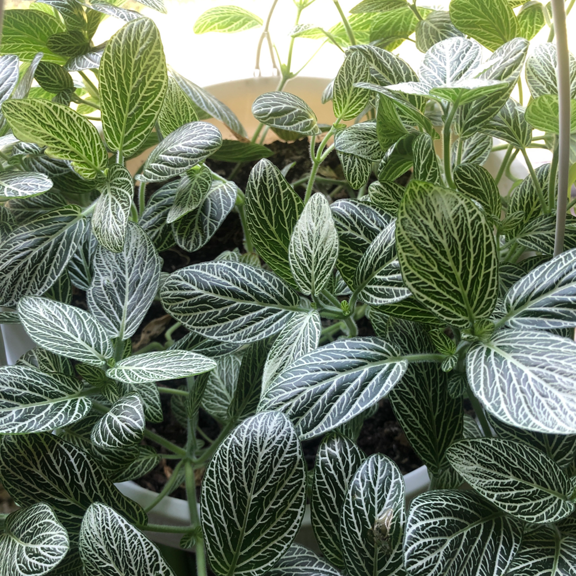 Nerve Plant plant photo by @AndyLuvsPlants named My Dog's Favorite Plant on Greg, the plant care app.