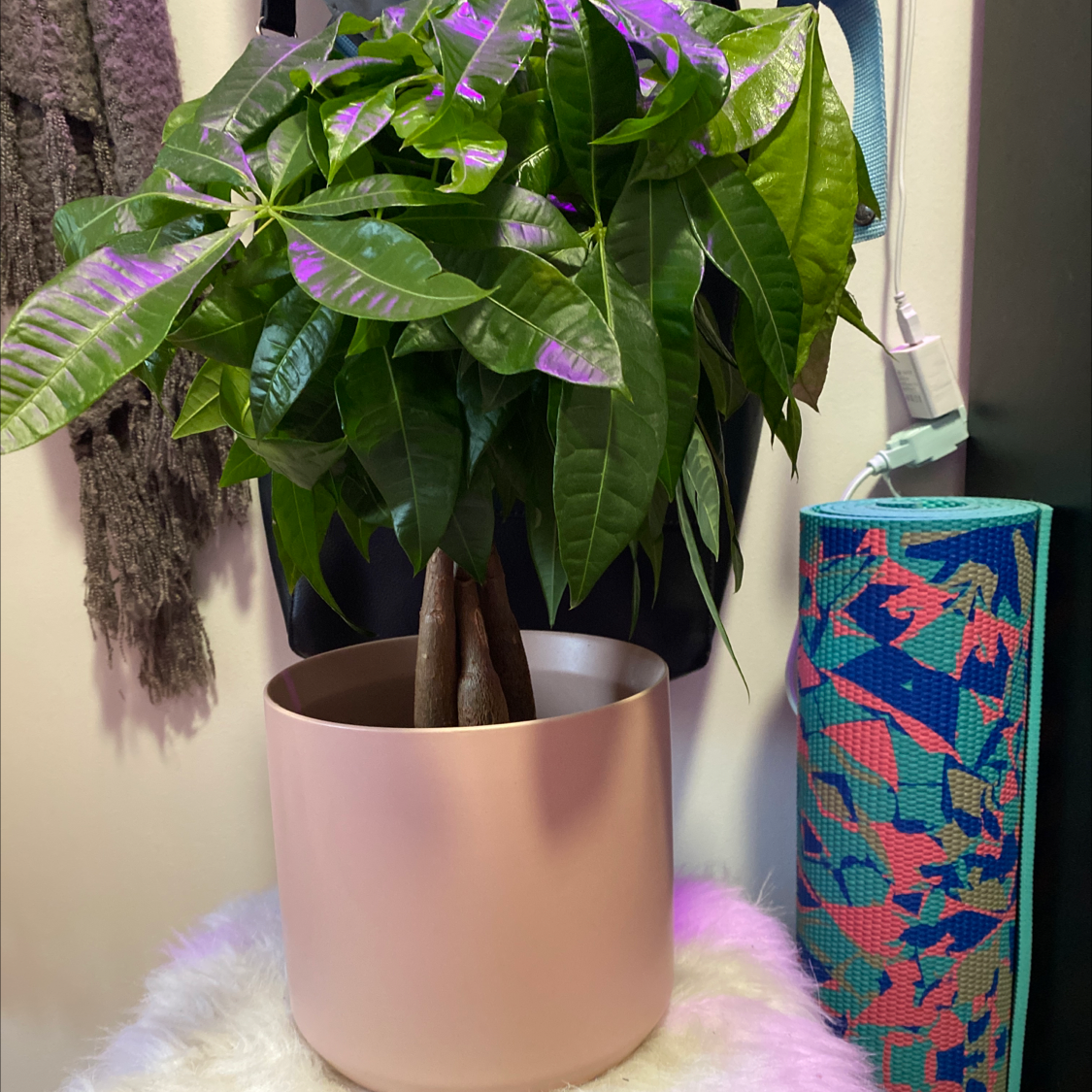 Money Tree plant photo by @Mackenzien named Mollie on Greg, the plant care app.