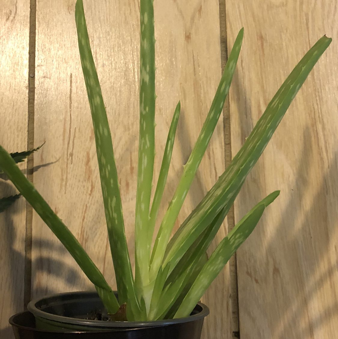 Photo of the plant species Echeveria by Abigail named Aloe on Greg, the plant care app