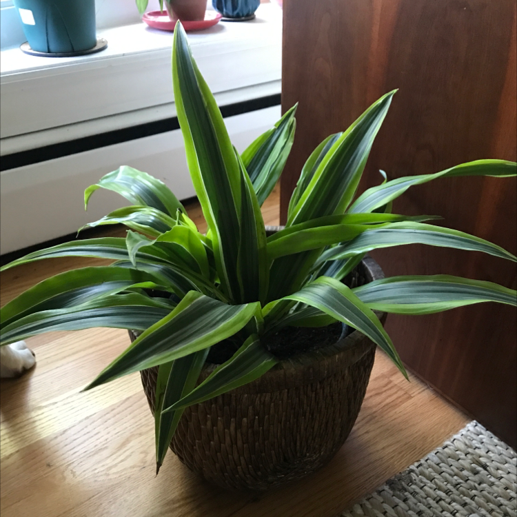 Healthy Cornstalk Dracaena plant with vibrant green and white striped leaves in a brown woven pot on a wooden surface.