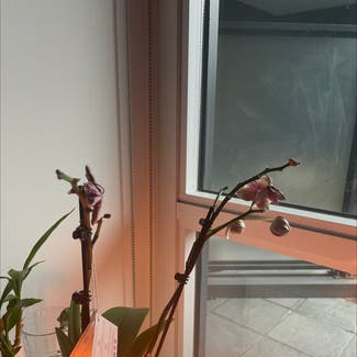 Phalaenopsis Orchid plant in Toronto, Ontario