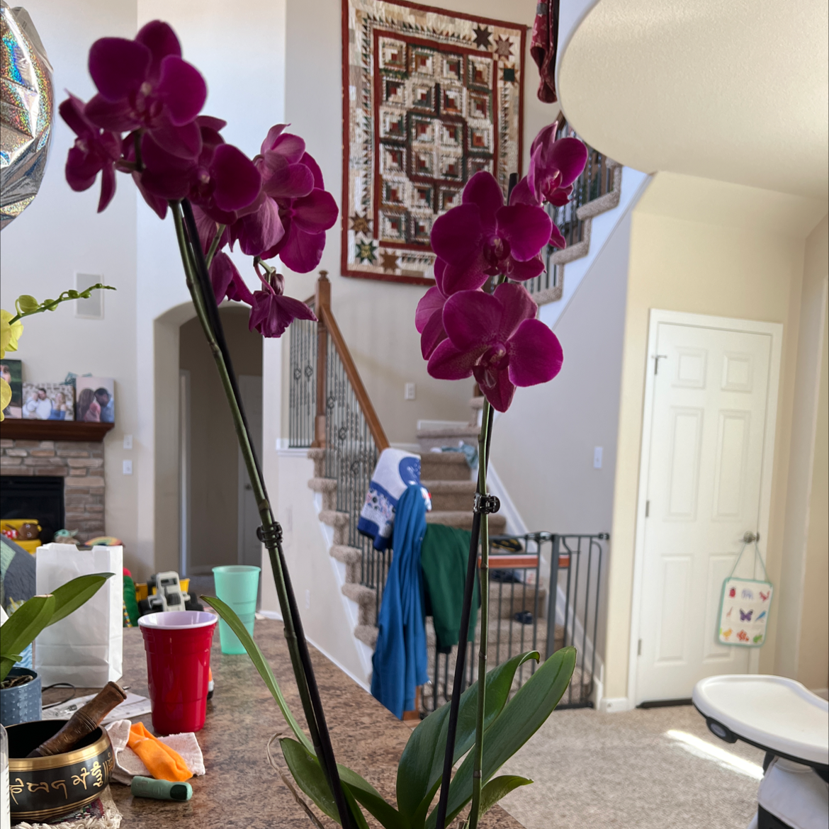 purple orchid