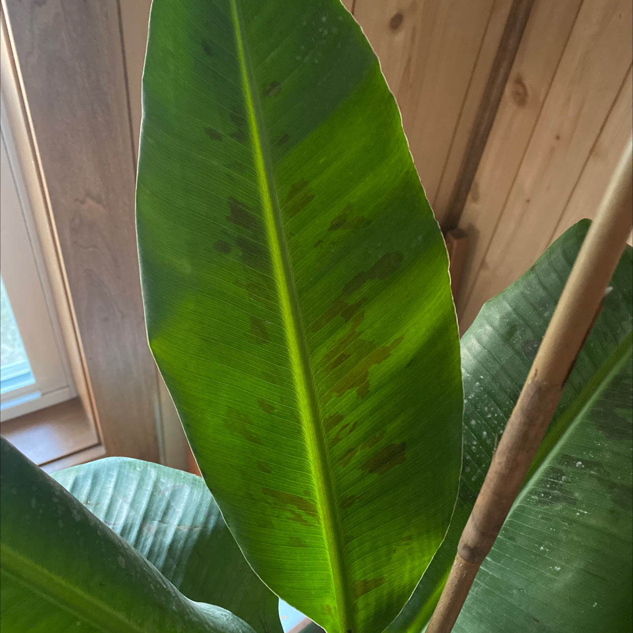 Banana plant with brown spots on leaves, indoors near a window.