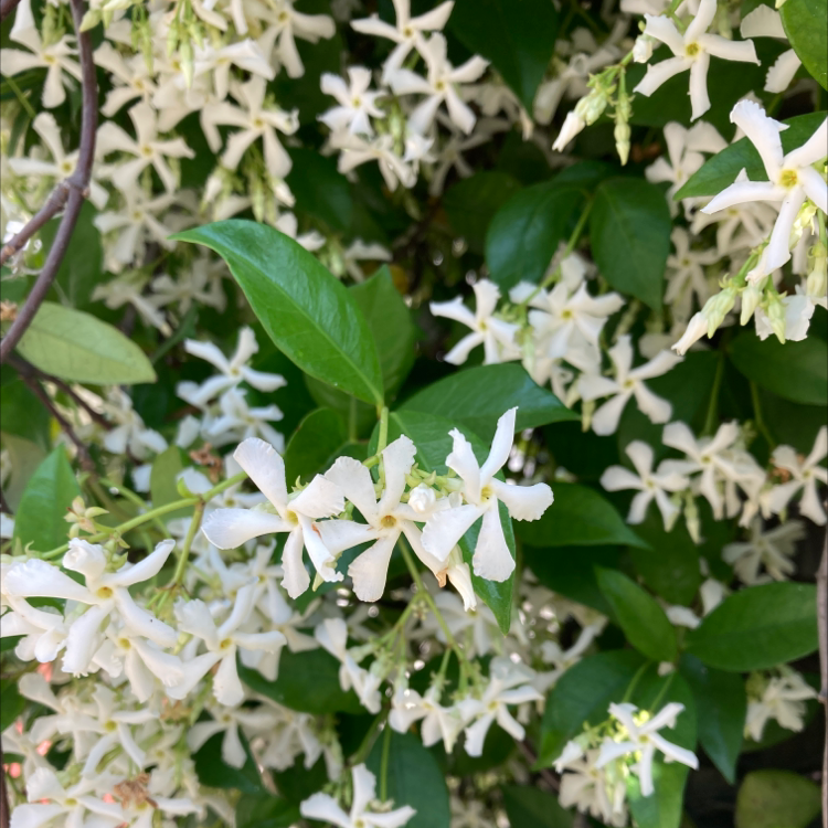 Photo of the plant species Star Jasmine by @GreenIvyGoddess named Your plant on Greg, the plant care app