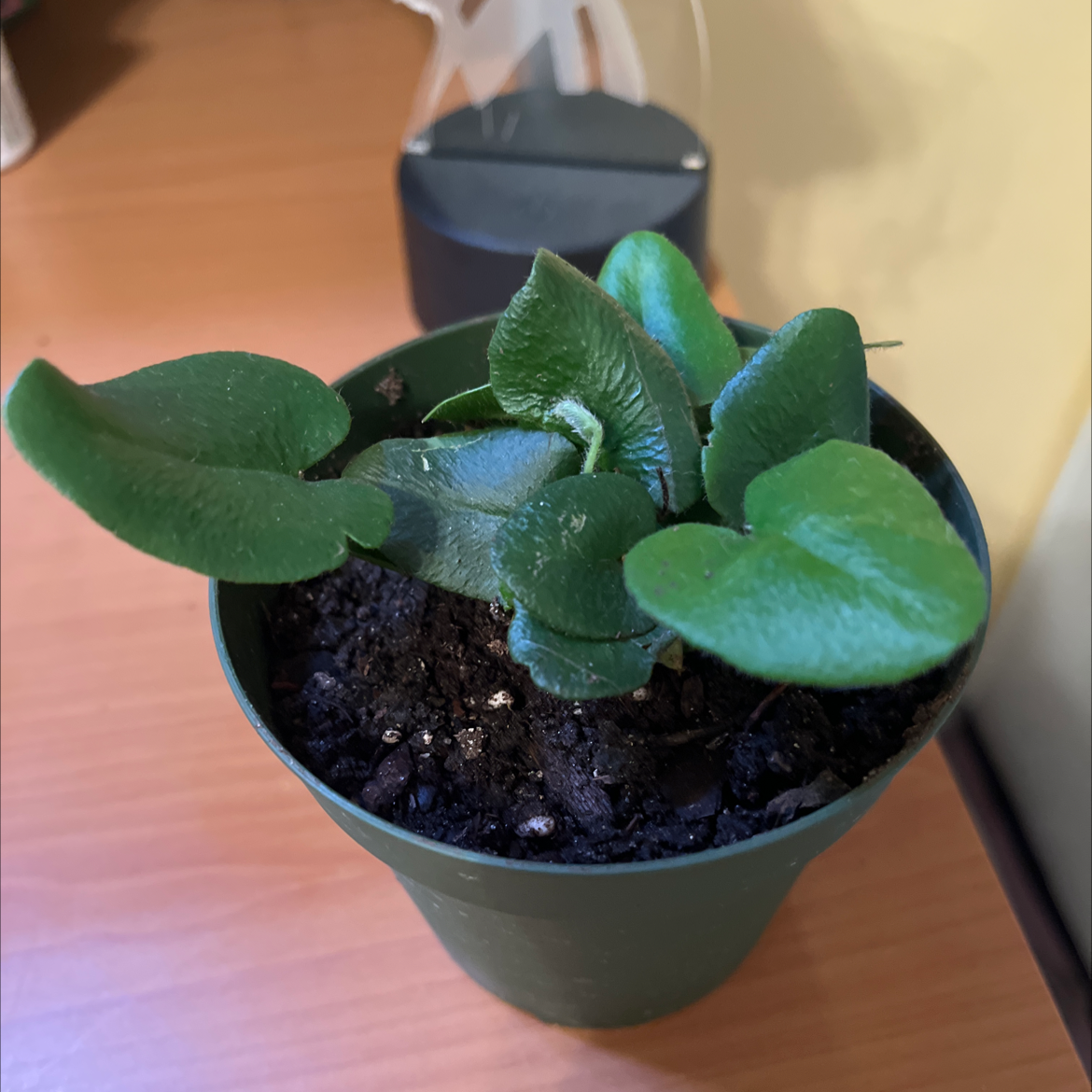 Healthy Heart Fern in a small pot with visible soil.