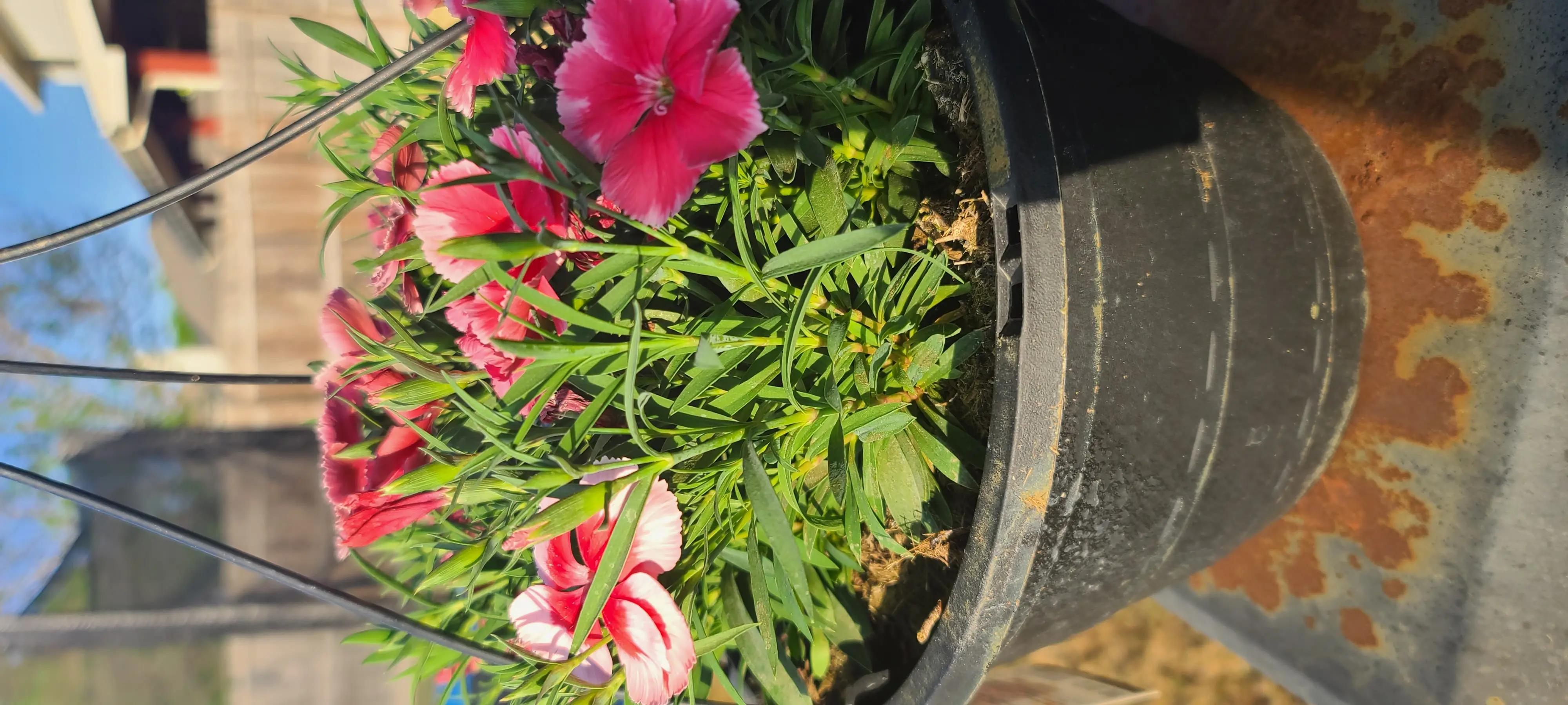 Photo of the plant species Dianthus 'Supra Purple' by @HappyDaisy named Dianthus on Greg, the plant care app