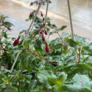 Fuchsia microphylla plant photo by @Ctp1958 named Fuchsia on Greg, the plant care app.