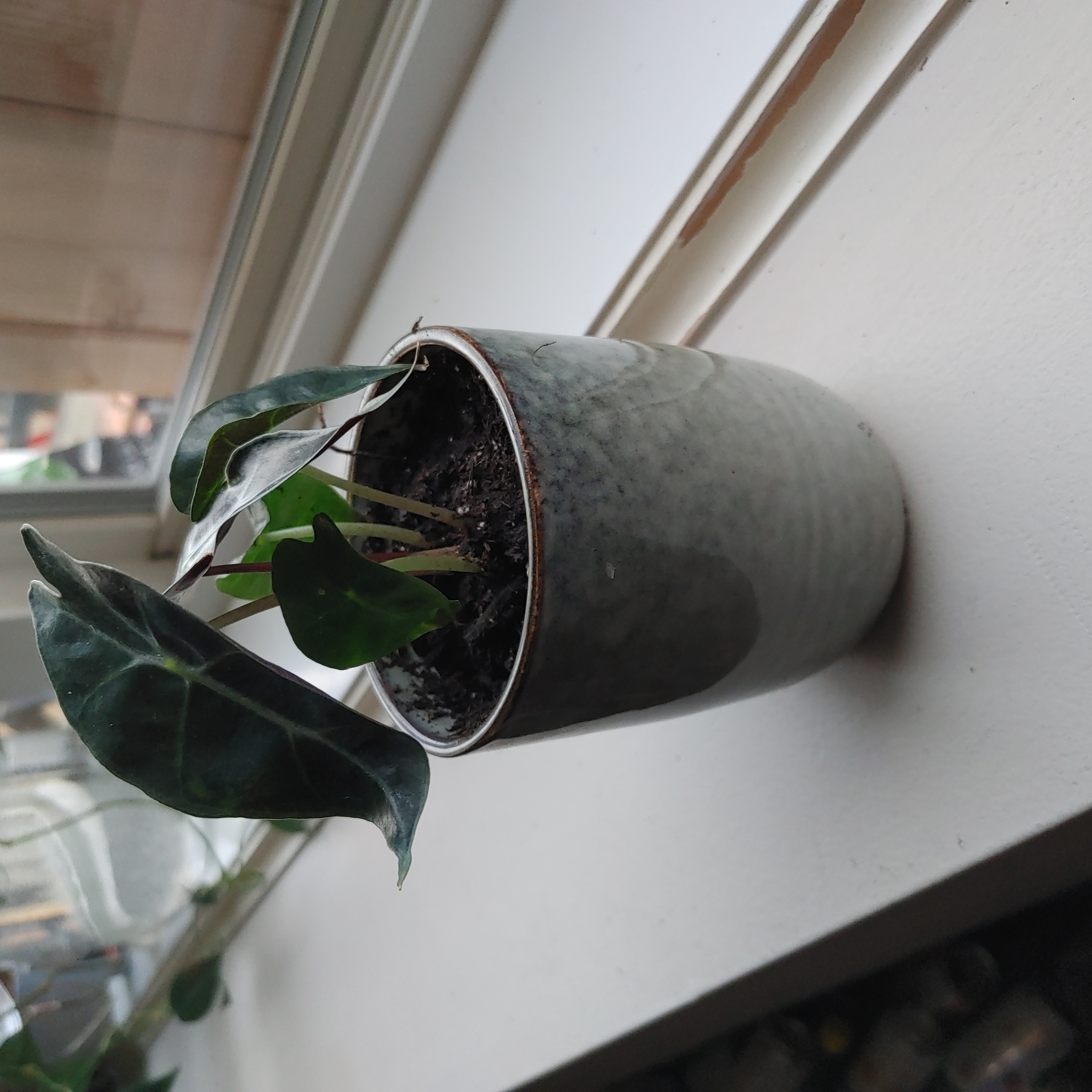 Potted Kris Plant with dark green leaves on a windowsill.