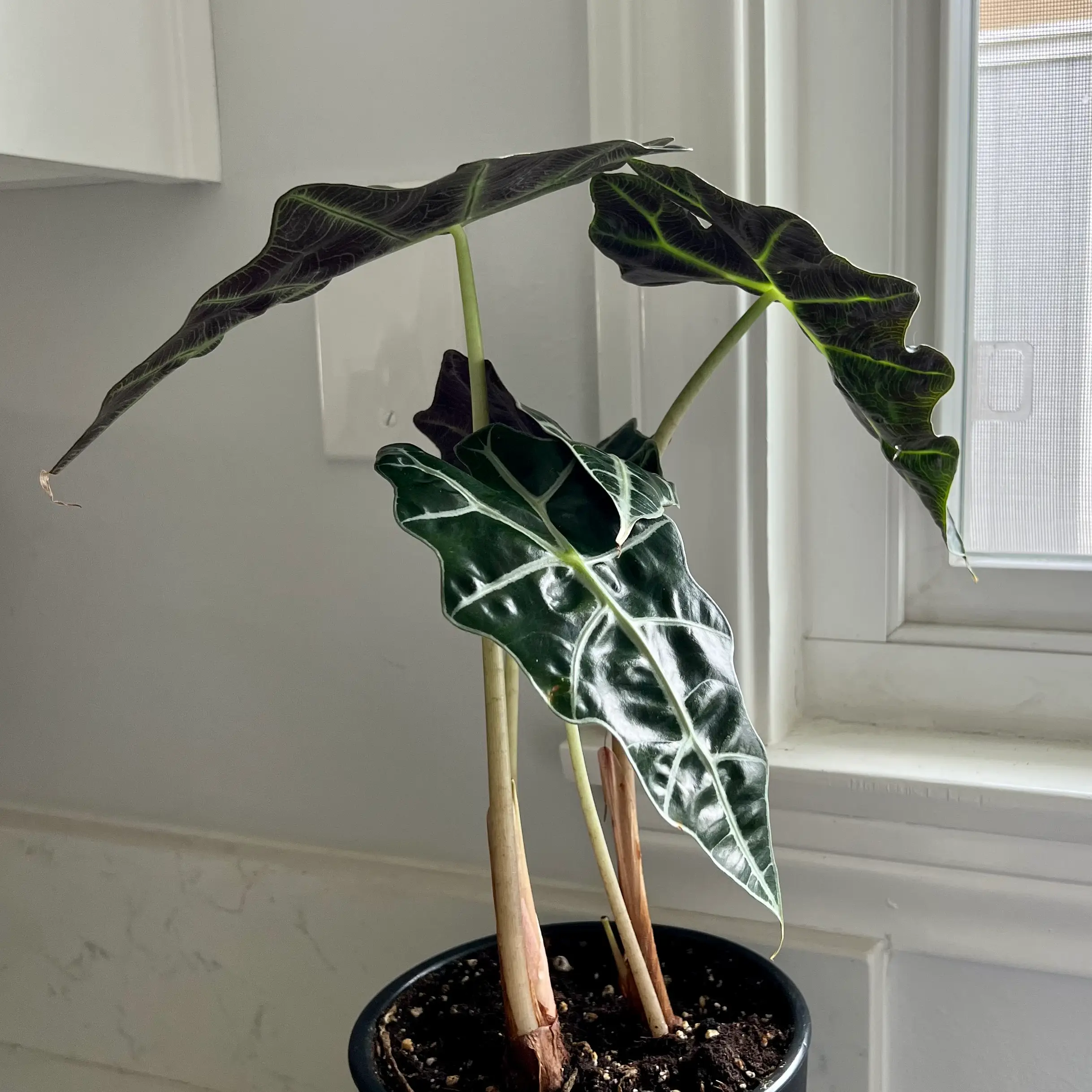 Alocasia Amazonica 'Polly' plant with dark green leaves and white veins near a window.