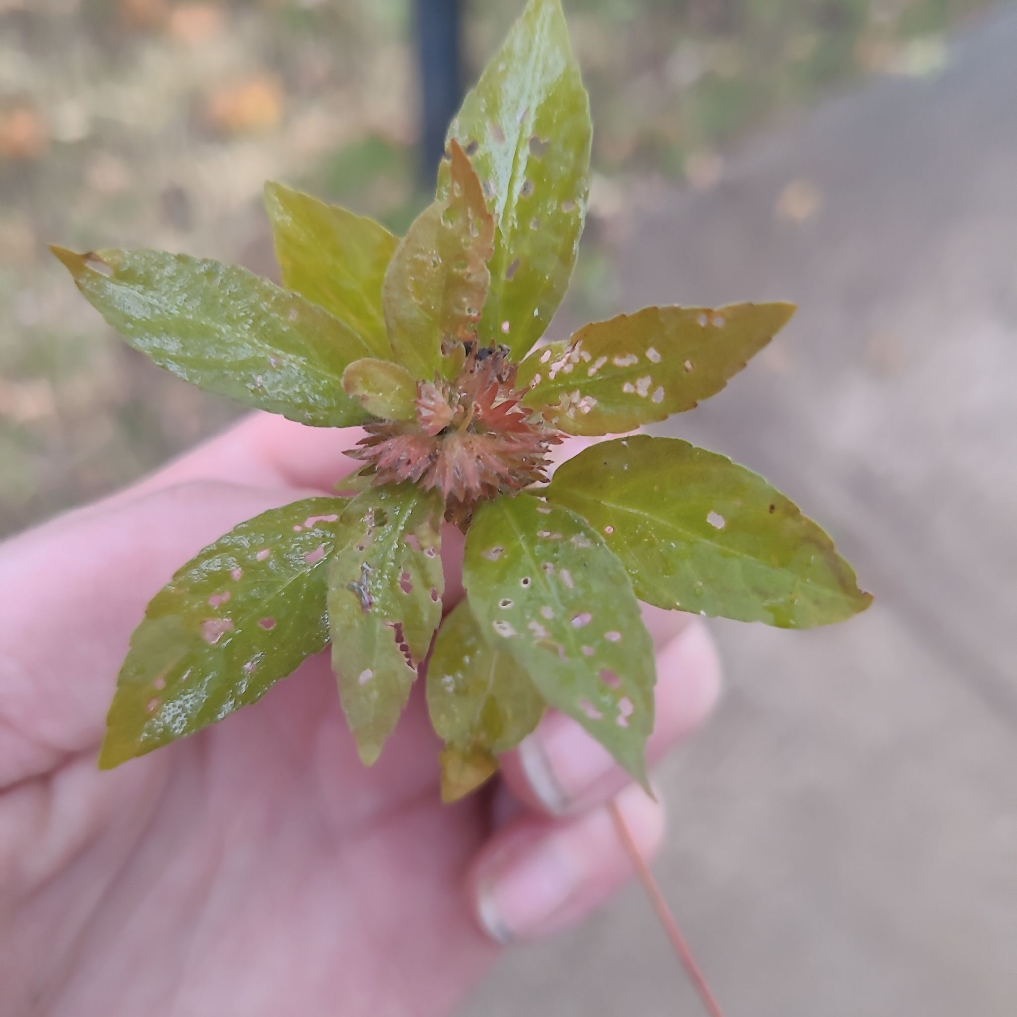 Photo of the plant species Acalypha Rhomboidea by @PetPomelo named Sproutacus on Greg, the plant care app