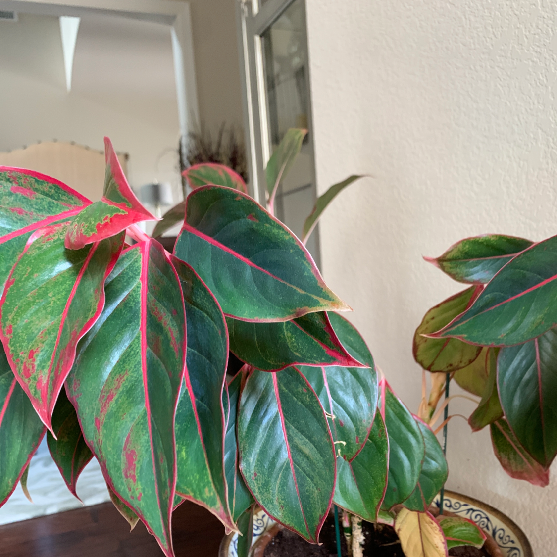 Pink Dalmatian Aglaonema plant with green leaves and pink veins, showing some yellowing and browning.