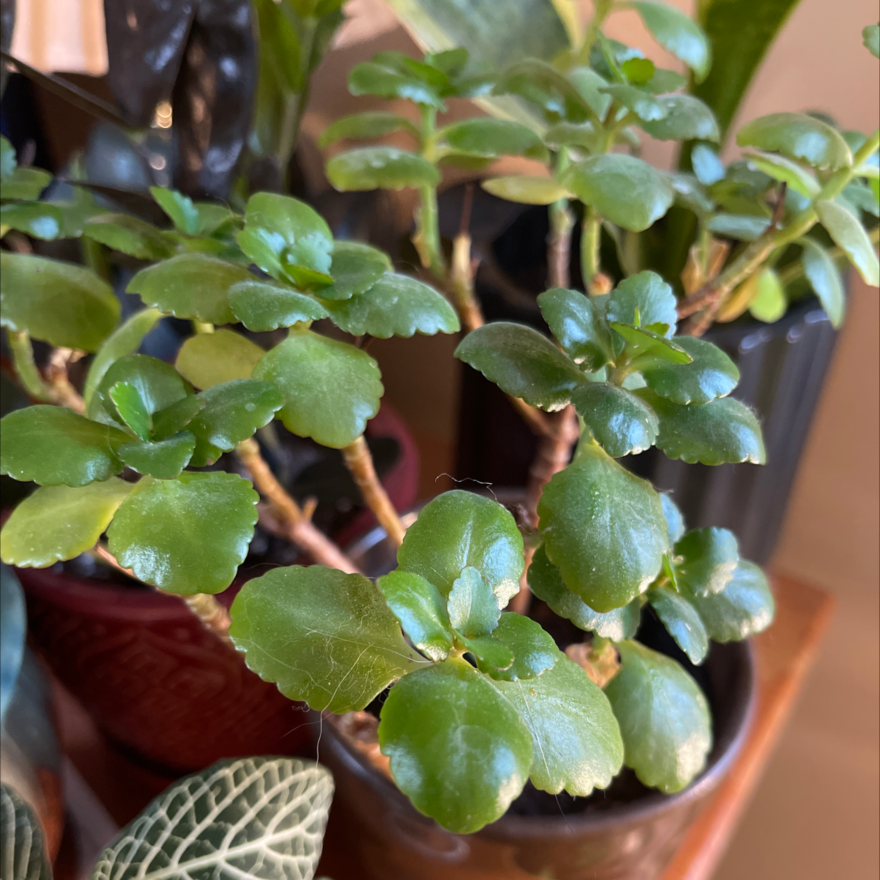 Healthy Penwiper Plant with vibrant green leaves in a pot.
