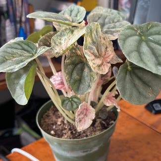 Peperomia Pink Lady plant in Orleans, Massachusetts