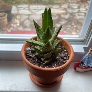 Tiger Tooth Aloe plant in Orleans, Massachusetts