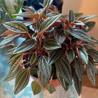 Peperomia 'Rosso' plant in Orleans, Massachusetts