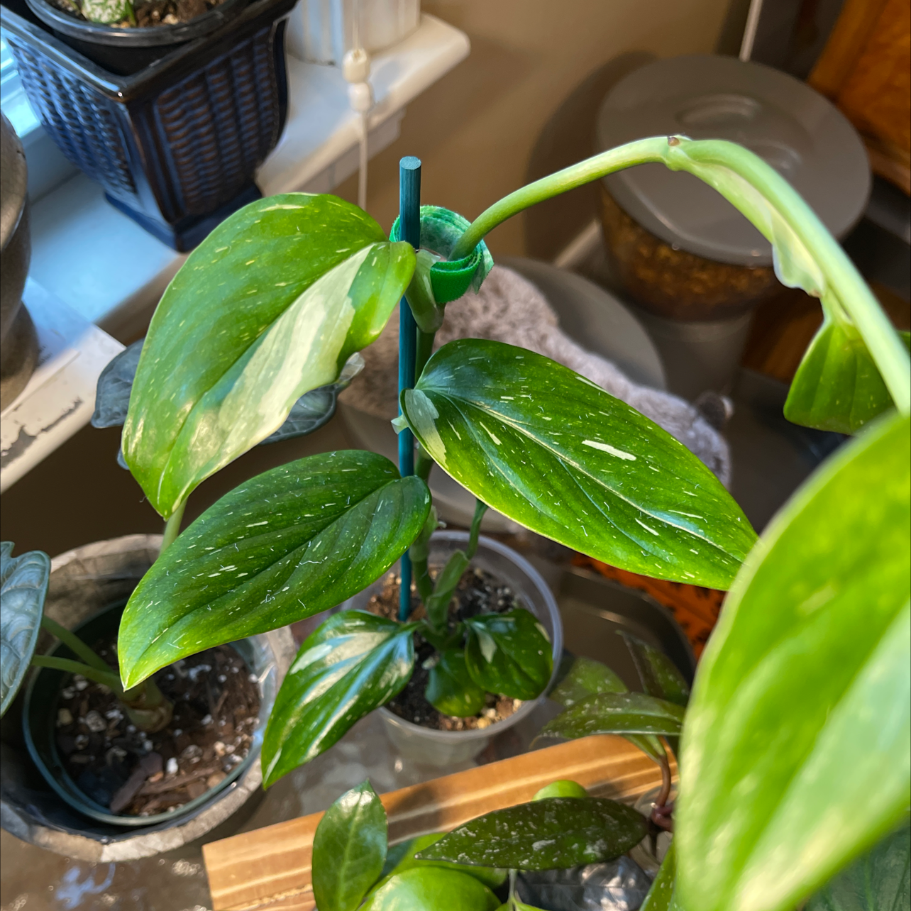 Monstera Cobra plant with healthy green leaves supported by a stake.
