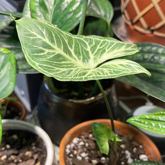 Syngonium 'Batik' plant in Orleans, Massachusetts
