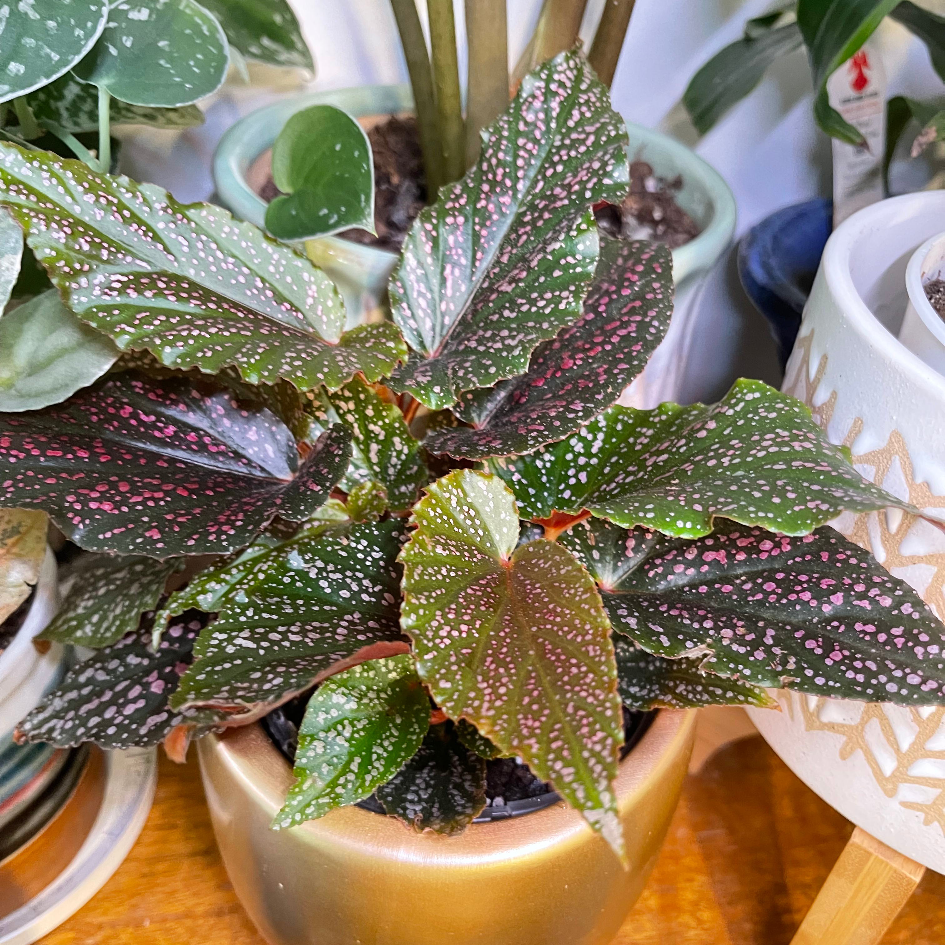Begonia 'Benigo Pink' plant with spotted leaves in a pot, surrounded by other plants.