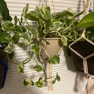 Pearls and Jade Pothos plant in Orleans, Massachusetts