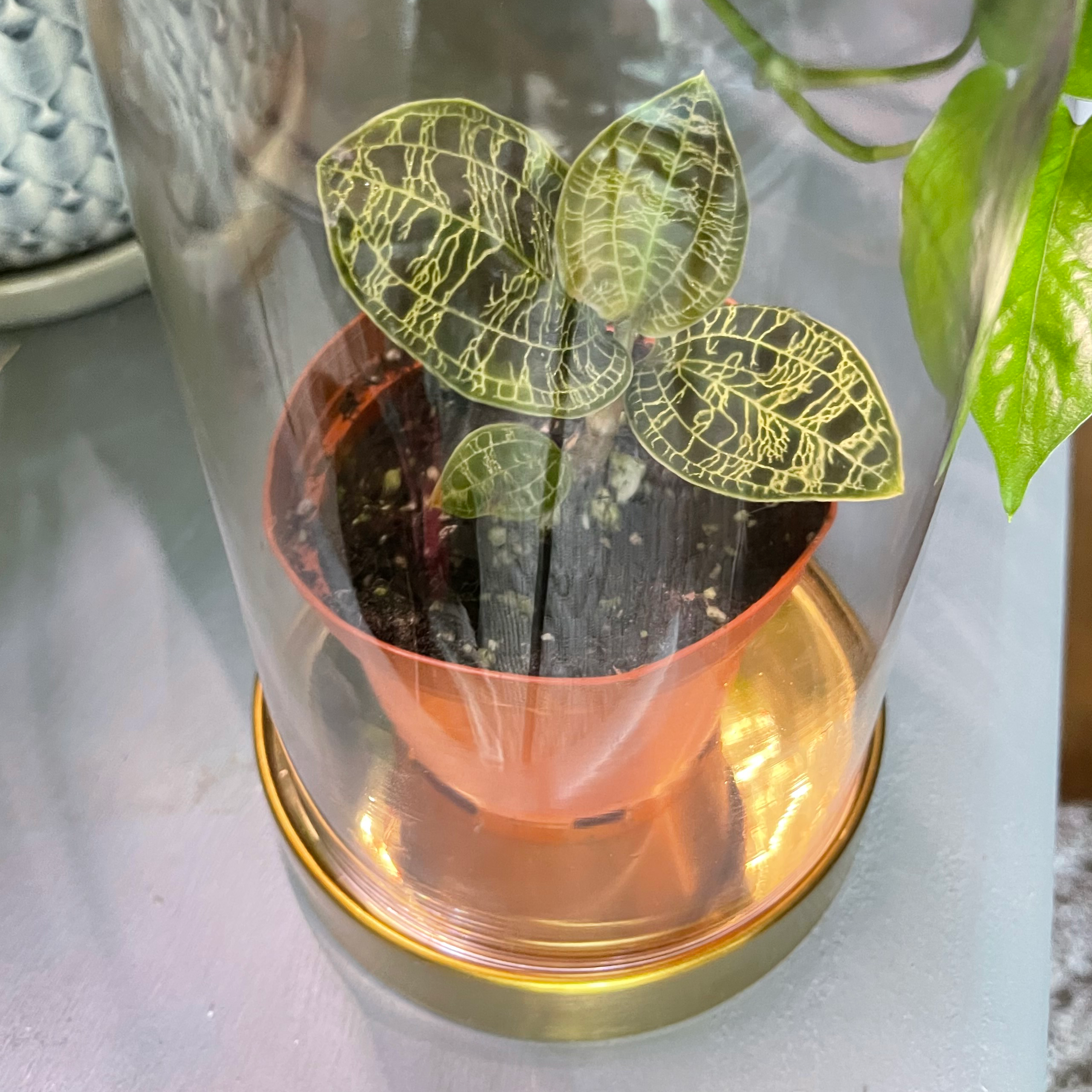 Lightning Bolt Jewel Orchid in a pot under a glass dome, showing vibrant veined leaves.