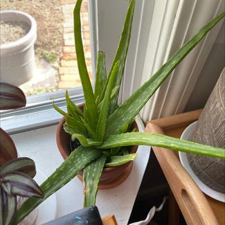 Aloe vera plant in Orleans, Massachusetts