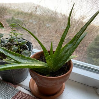 Aloe Vera plant in Orleans, Massachusetts