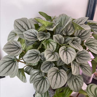 Silver Frost Peperomia plant in Orleans, Massachusetts