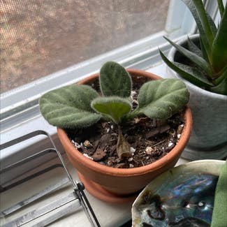 Kenyan Violet plant in Orleans, Massachusetts