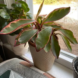 Peperomia 'Ginny' plant in Orleans, Massachusetts