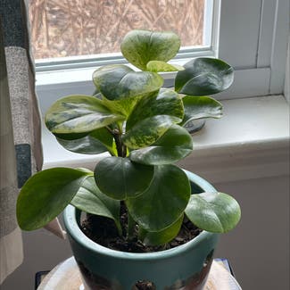 Baby Rubber Plant plant in Orleans, Massachusetts