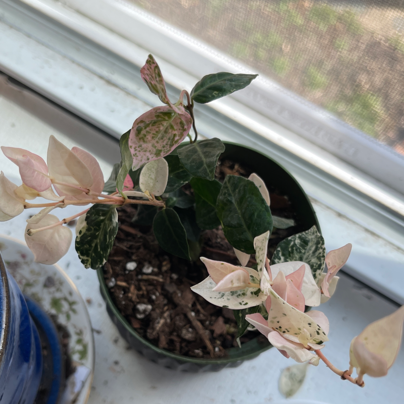 Potted Asian Jasmine plant with variegated leaves near a window.