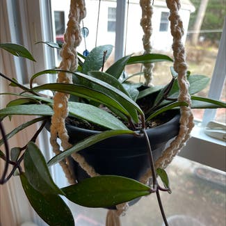 Hoya pubicalyx plant in Orleans, Massachusetts