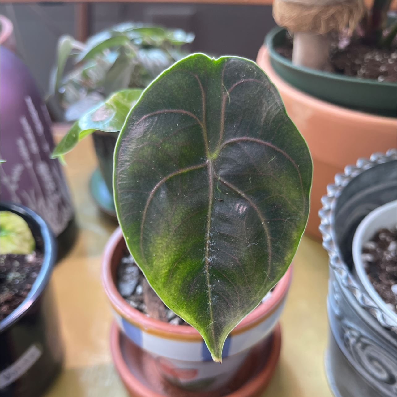 Close-up of a healthy Red Mambo plant leaf in a small pot with other potted plants in the background.