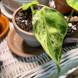 Variegated Heart-Leaf Philodendron plant in Orleans, Massachusetts