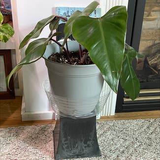 Philodendron Dark Lord plant in Orleans, Massachusetts