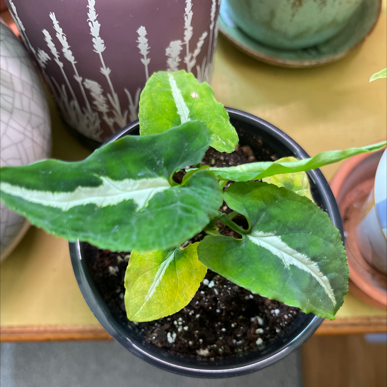 Syngonium wendlandii plant in a pot with some yellowing leaves.