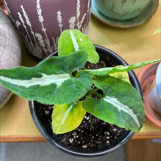 Syngonium wendlandii plant in Orleans, Massachusetts