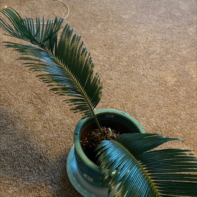 Sago Palm plant photo by @Mars named Robert Plant on Greg, the plant care app.