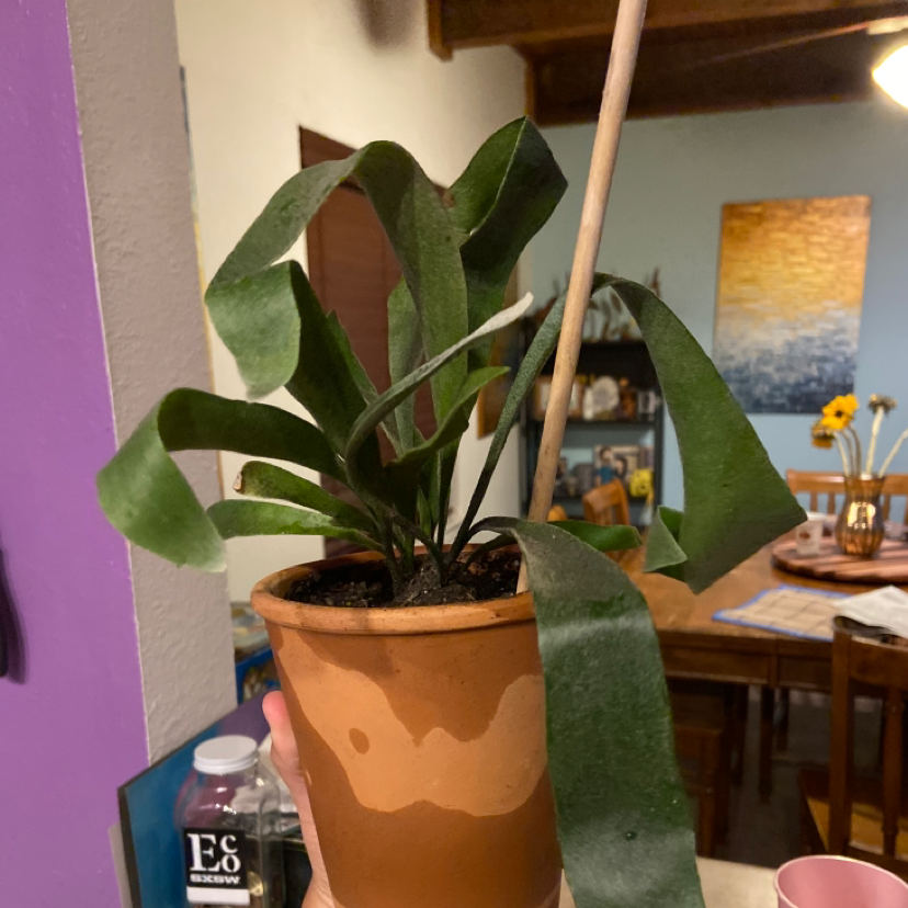 Elkhorn Fern plant photo by @Mars named FernGully on Greg, the plant care app.
