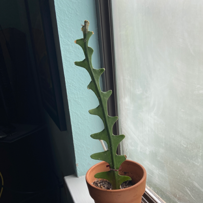 Fishbone Cactus in a terracotta pot on a windowsill, healthy and well-framed.