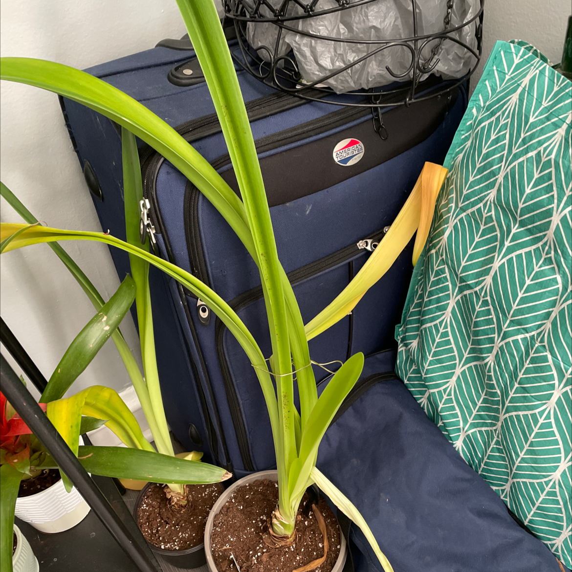 Beach Spiderlily plant in a pot indoors, surrounded by various objects. Some yellowing at the leaf tips.
